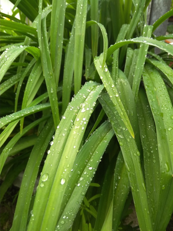 water drops