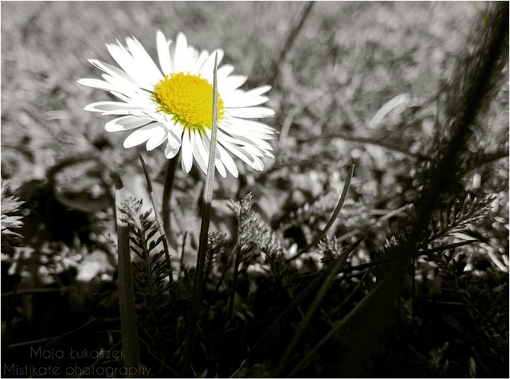 Daisy Stokrotka