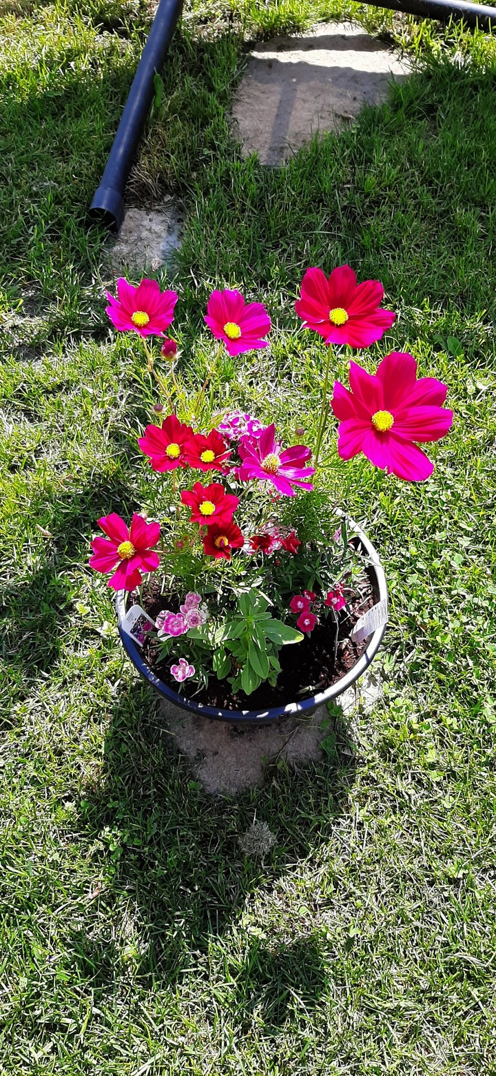 la vie en rose
