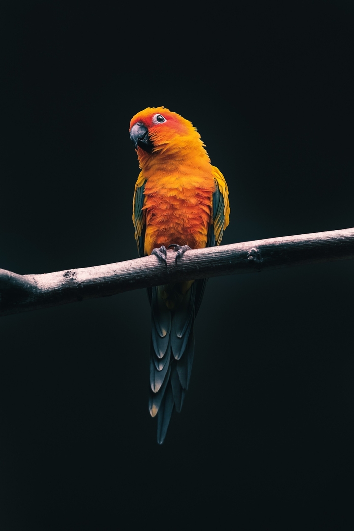 Bird