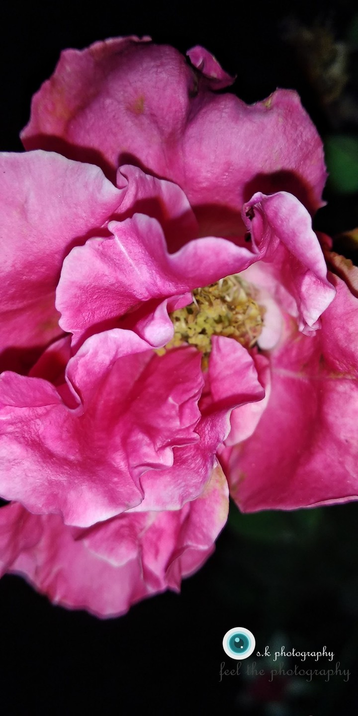 attractive rose