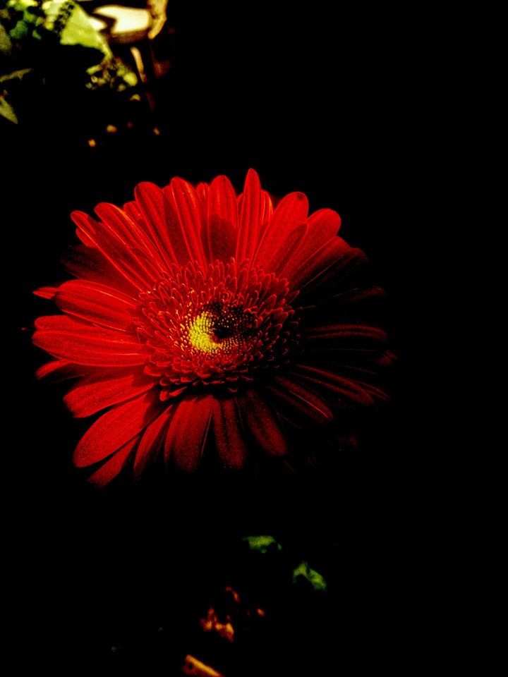 Flower