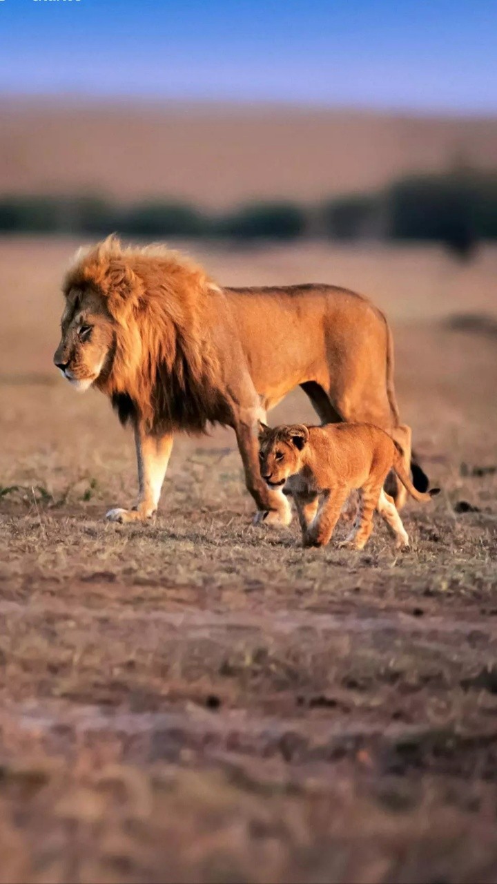 Lions...