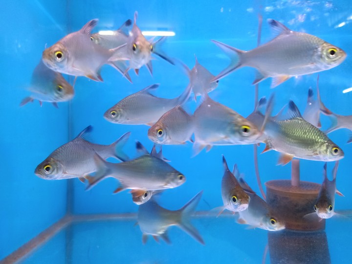 fish