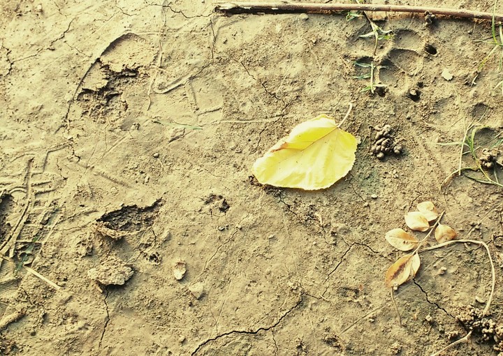 Foot marks