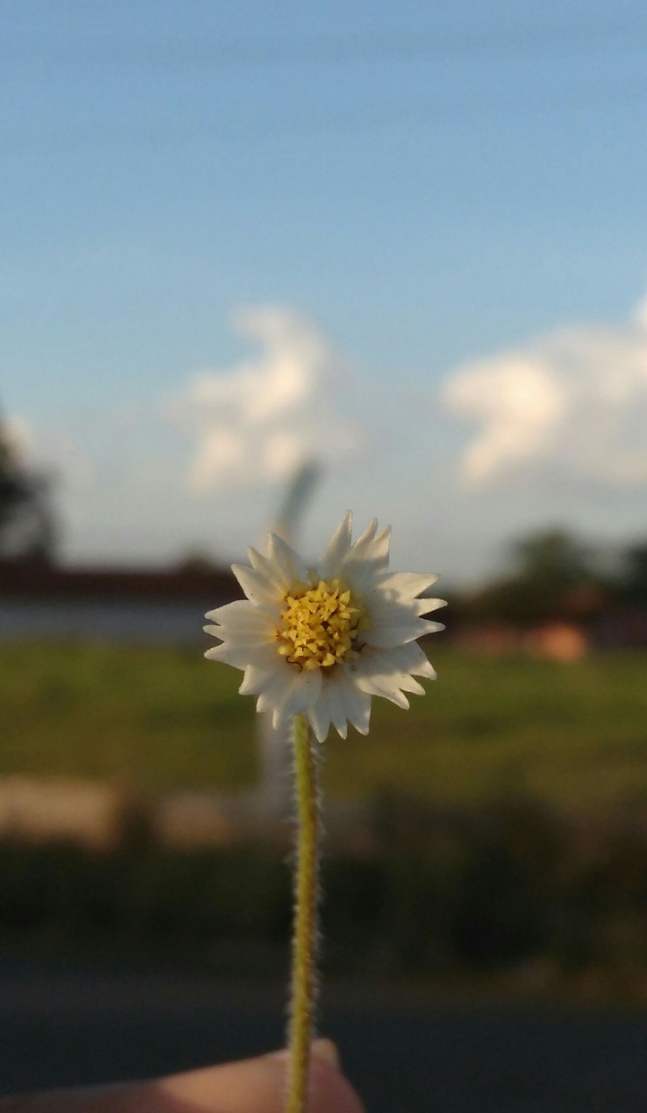 frower