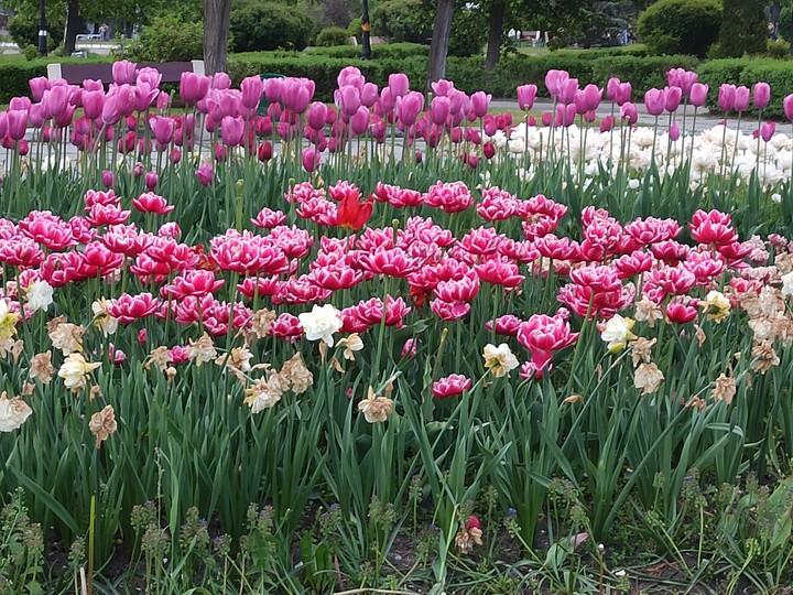 Tulips