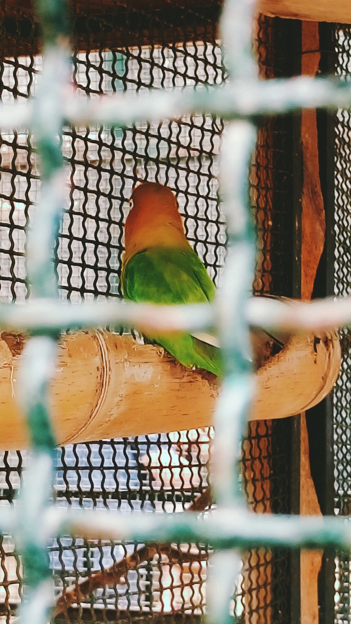 Bird