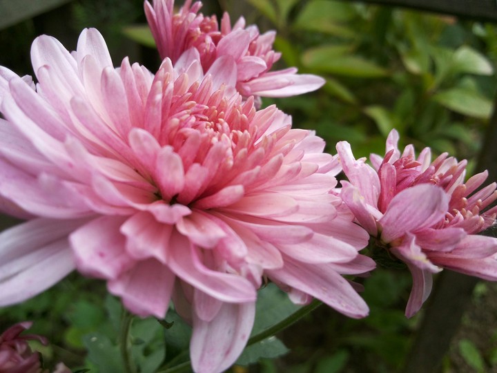 Chrysanthemums