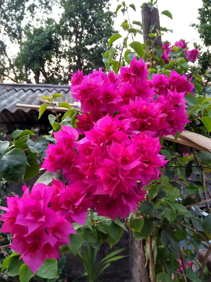 flower