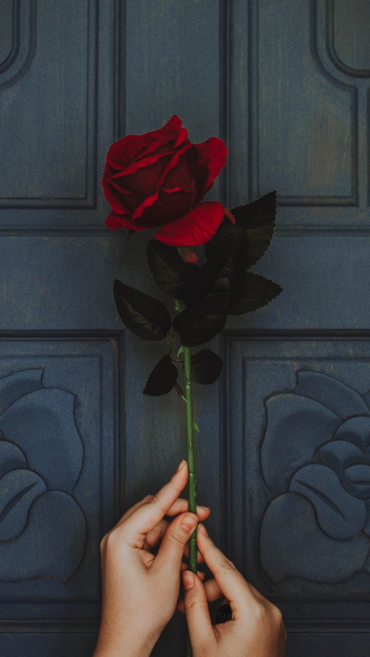 rosa