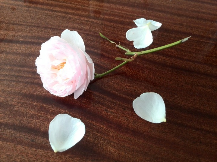 Rose