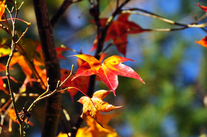 Autumn scenery