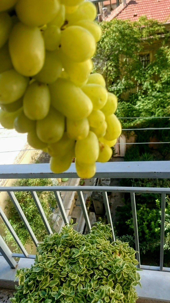 STAMATIOS