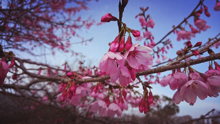 cherry blossom