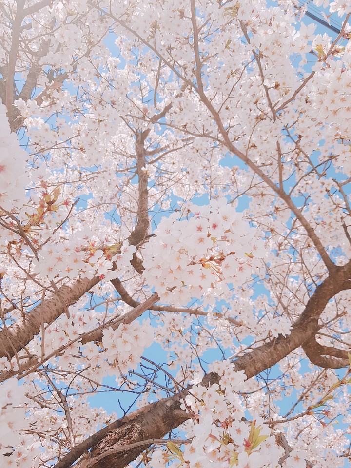 4월의 벚꽃