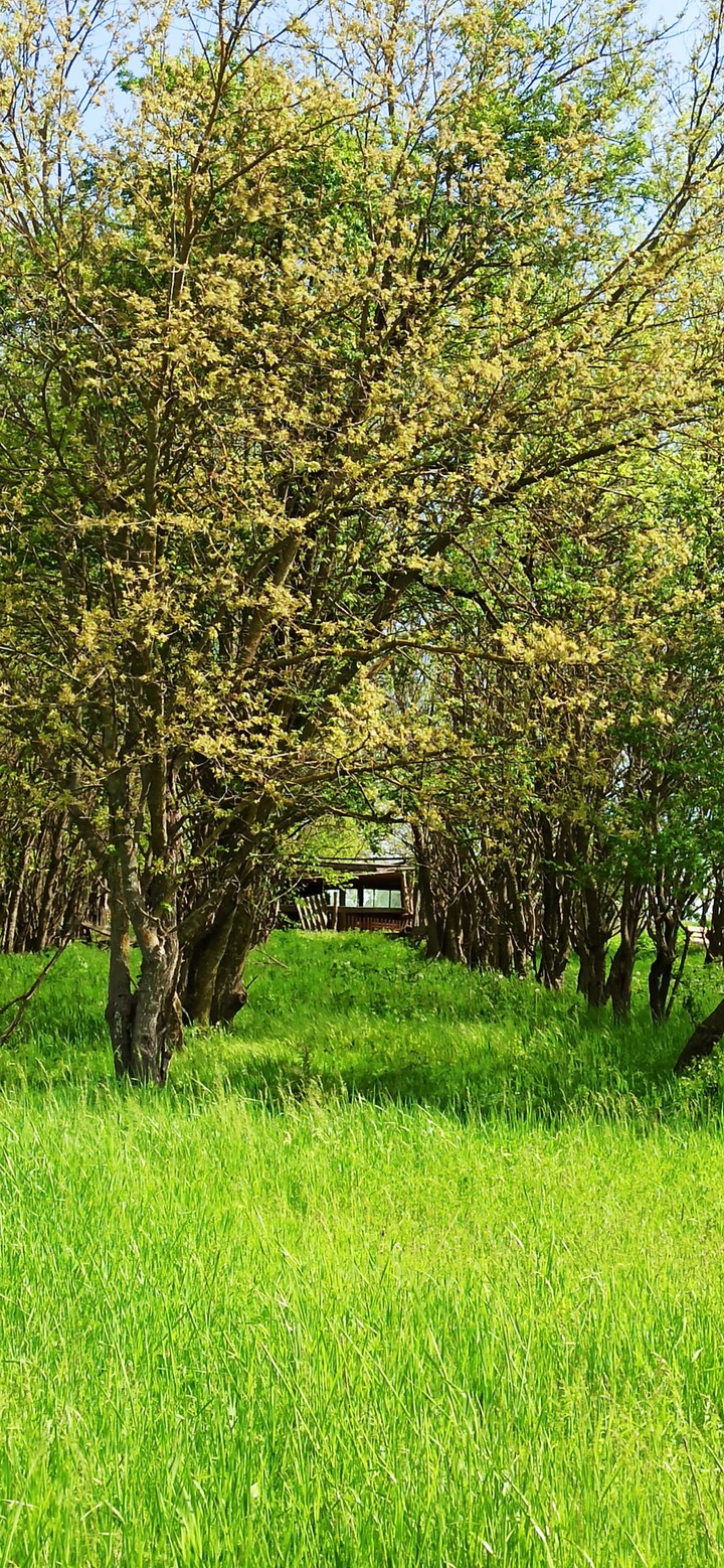 spring
