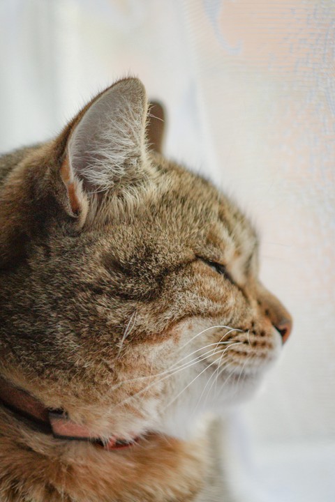 murka