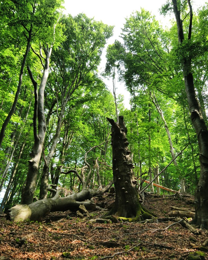 The magic forest