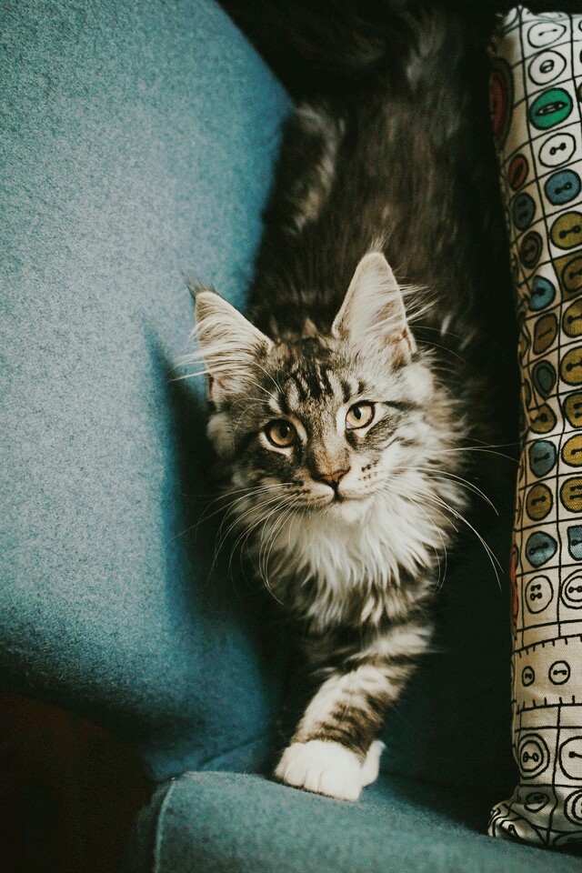 Милый котик