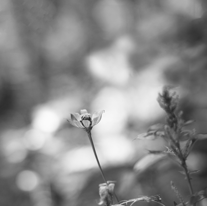 solitude