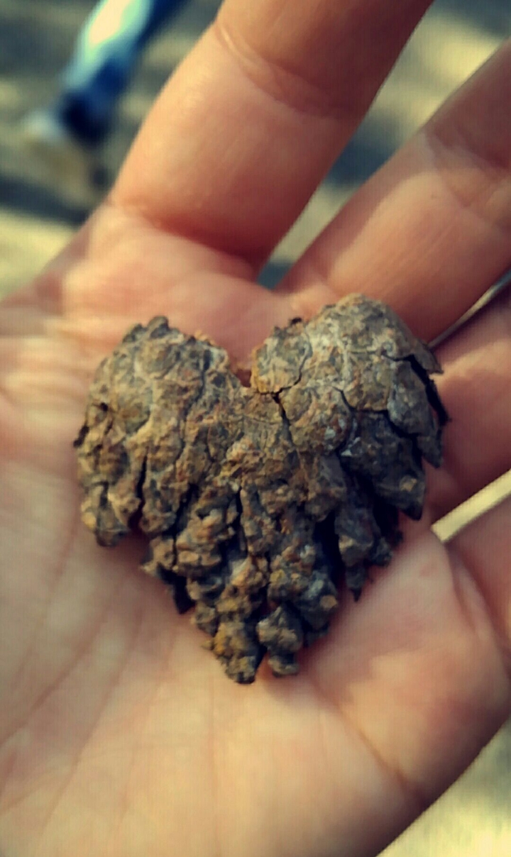 pinecone heart