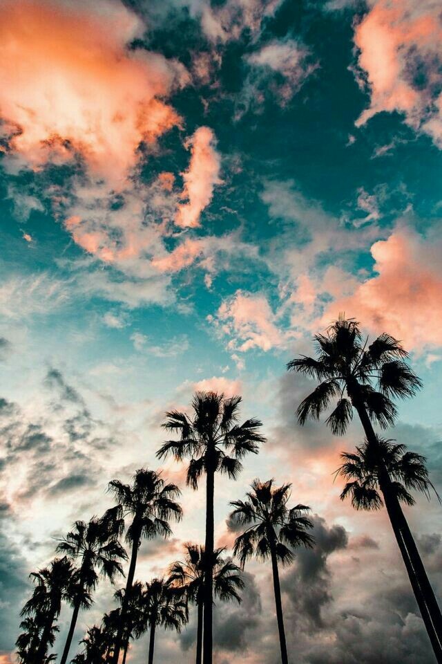 Palms