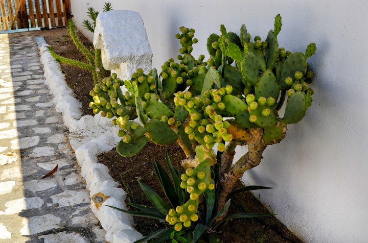 plants ?
