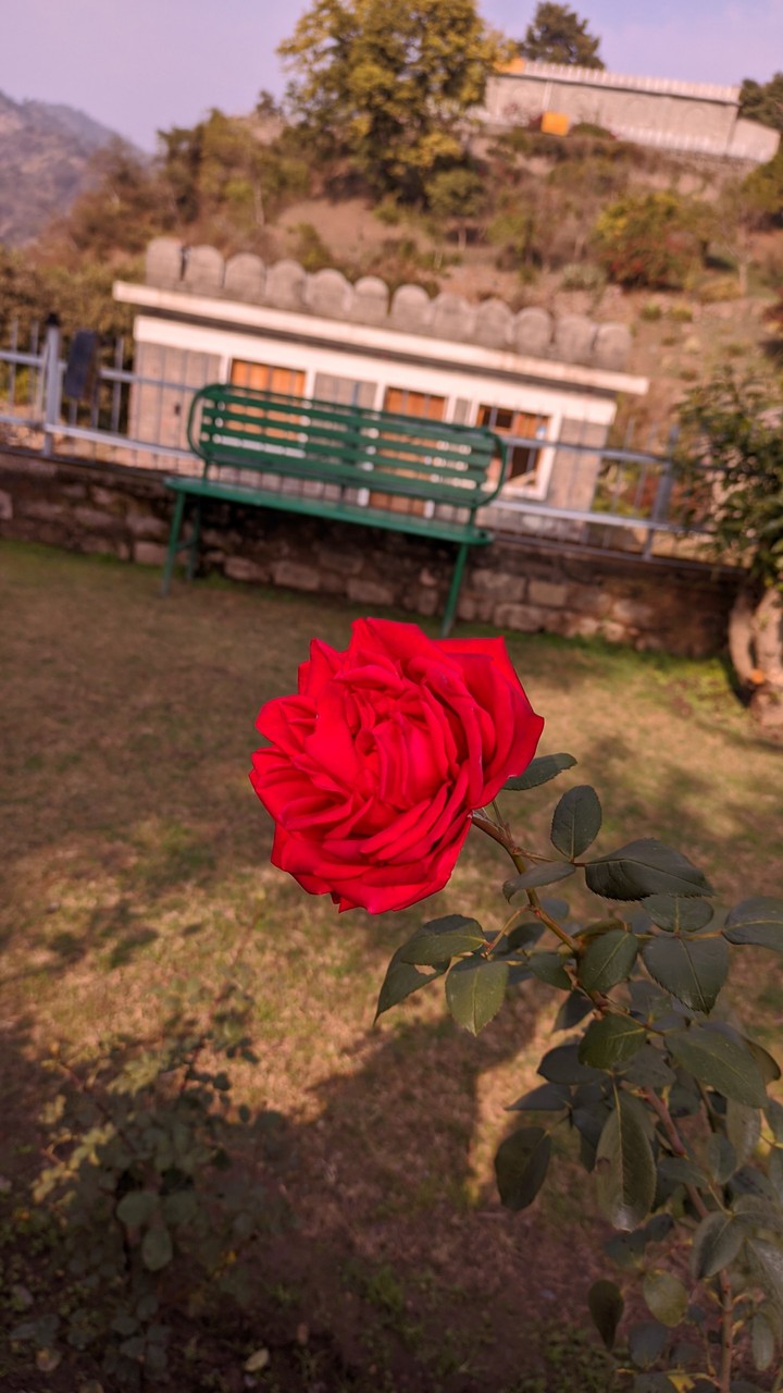 Rose the Flower