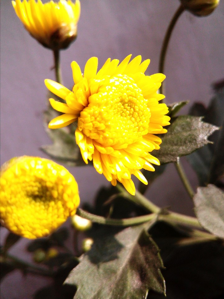 sunflora