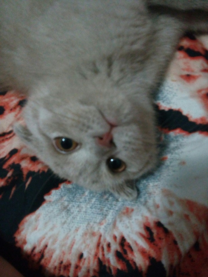 Моя кошечка✌