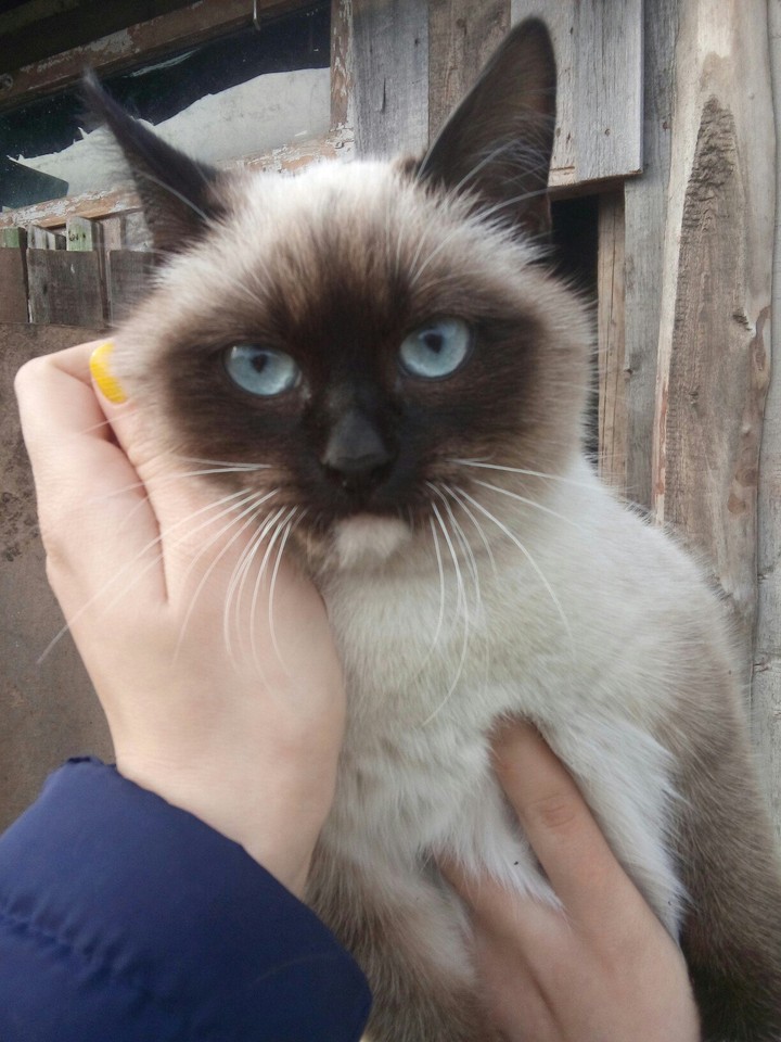 кошка