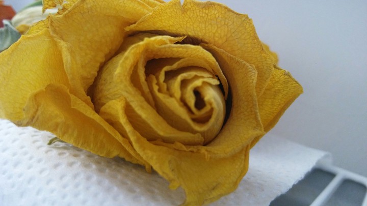 dried roses