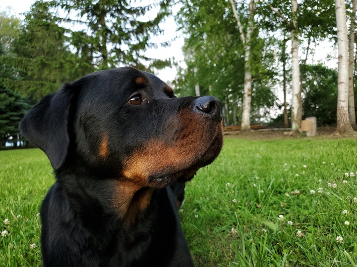 rottweiler
