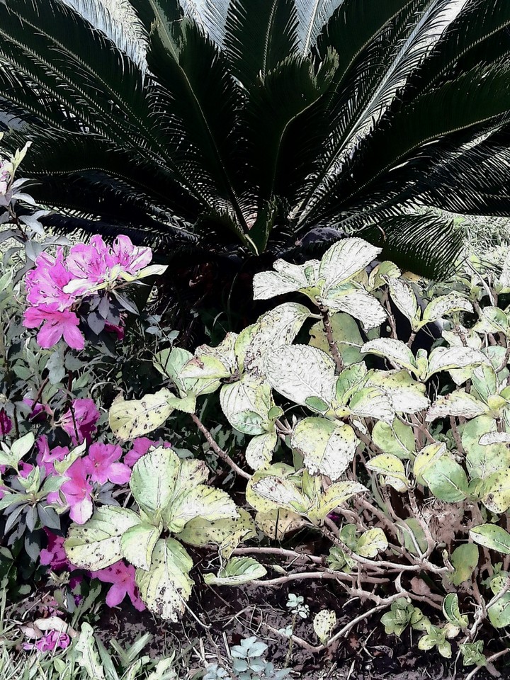 Natureza