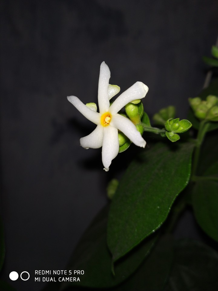 parijat flower
