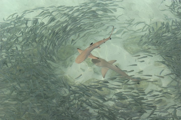 Sea