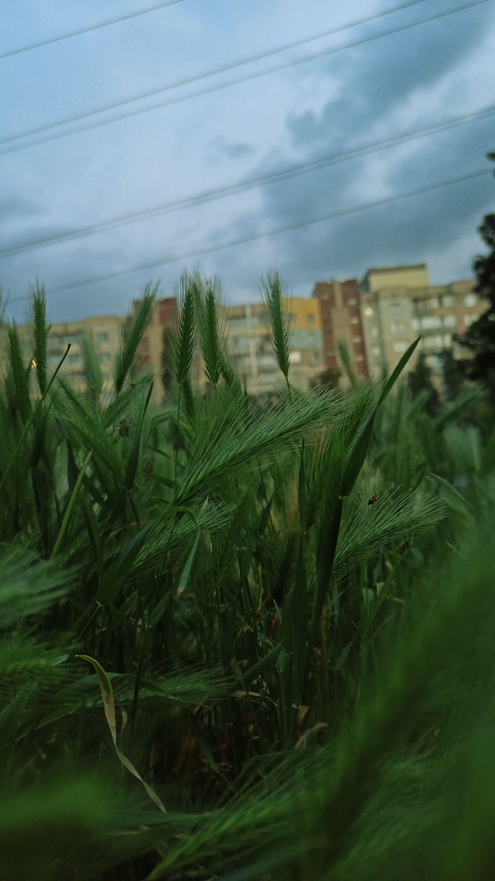 городская тишина