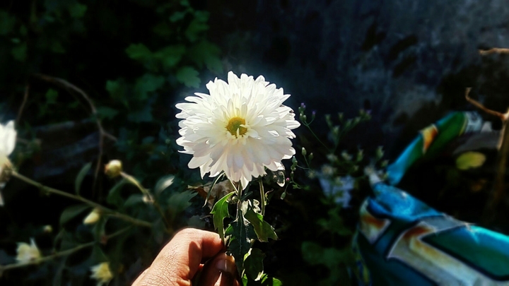 flower..