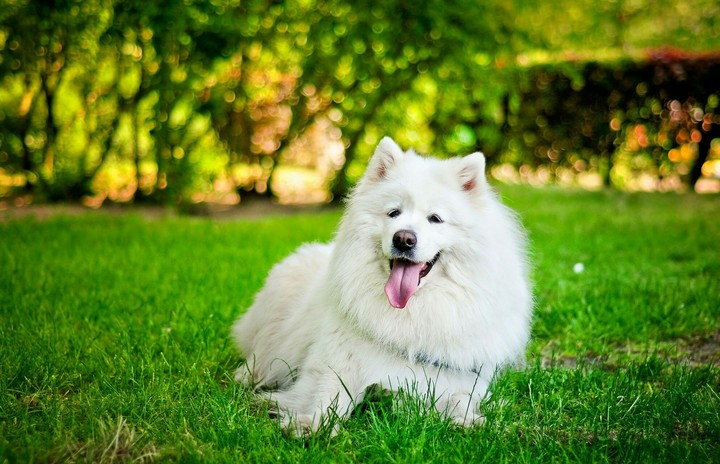 beautiful dog