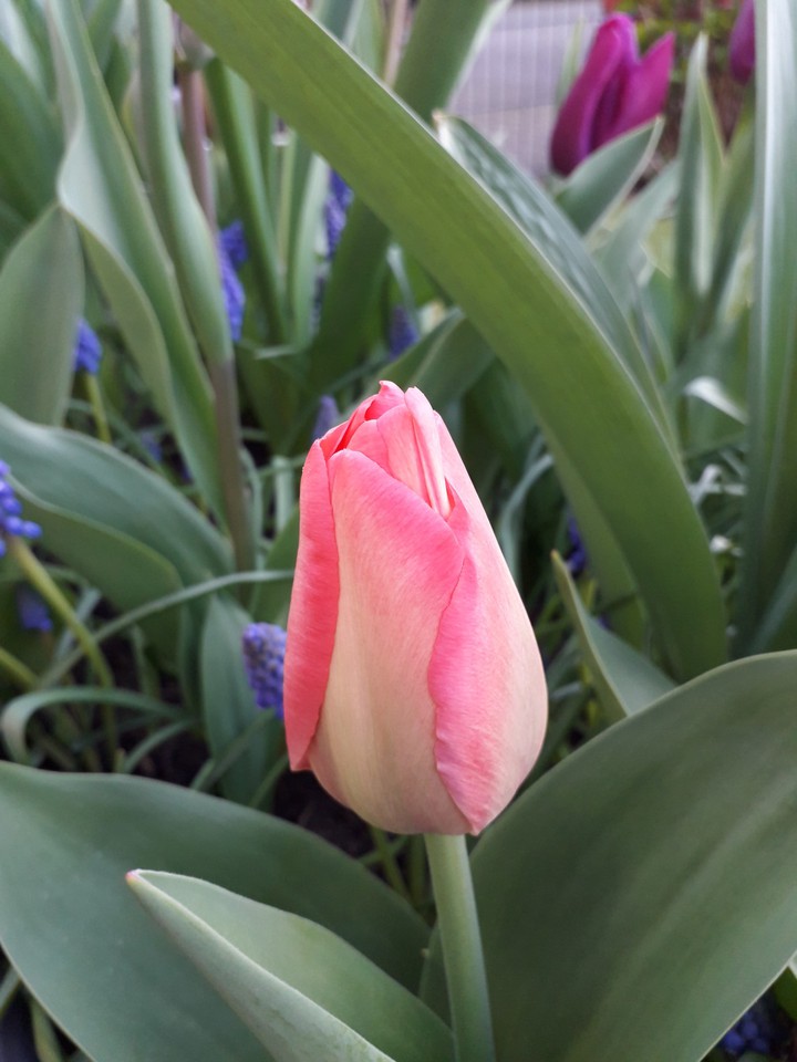 tulip