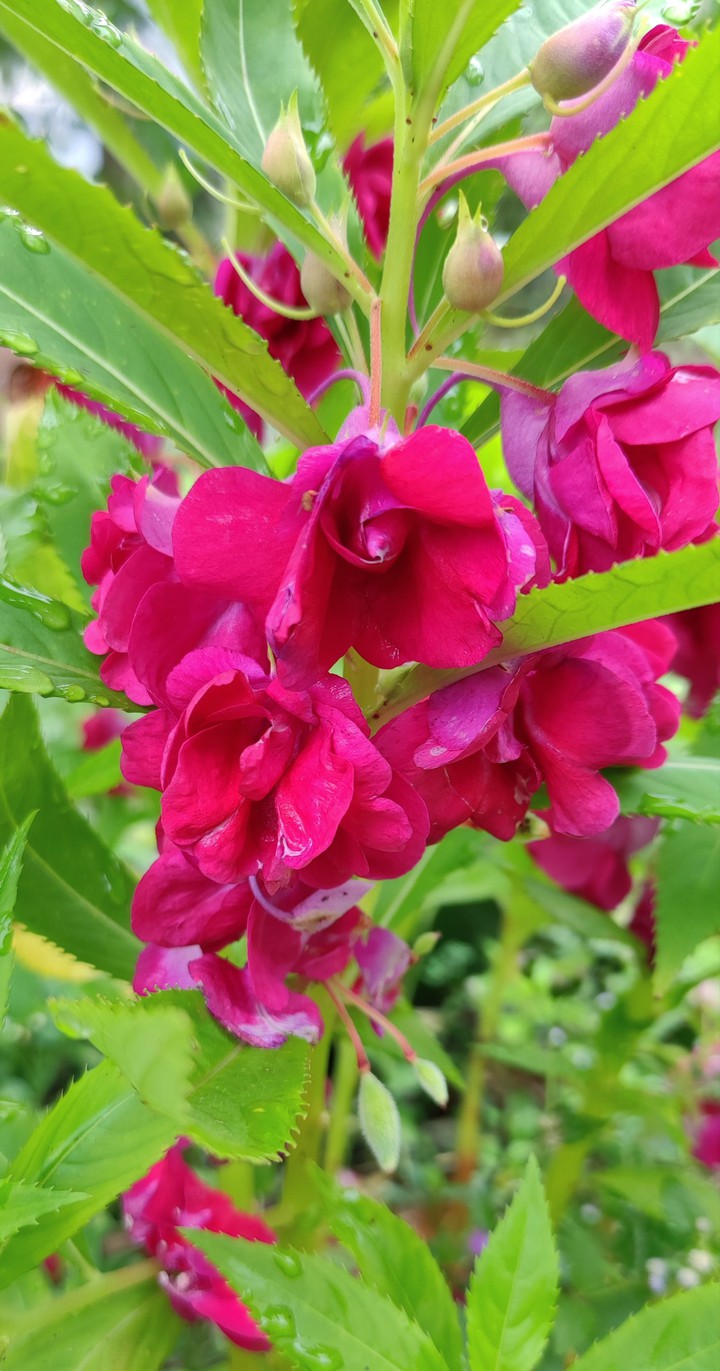 puffed flower