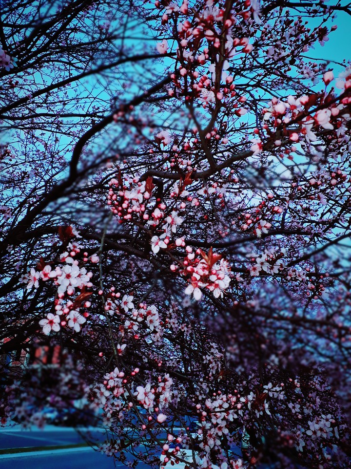 Blossom tree