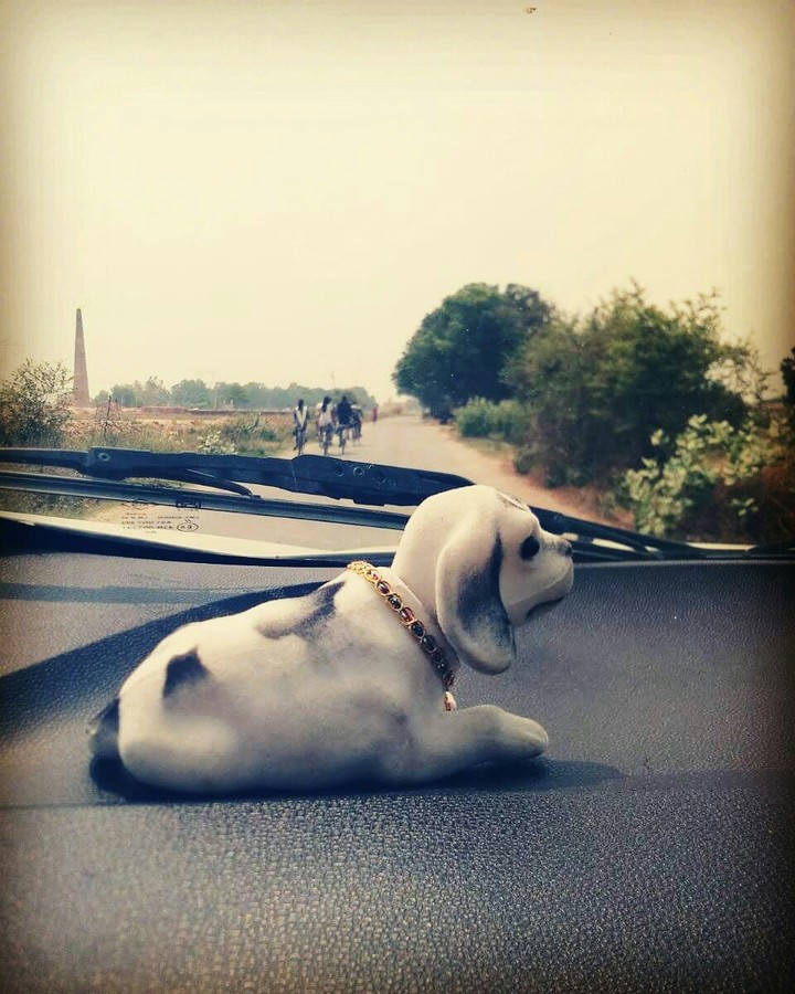 dog