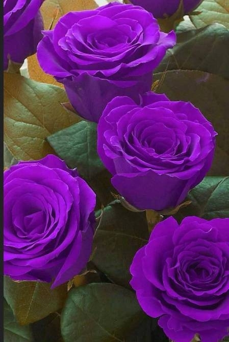 roses.