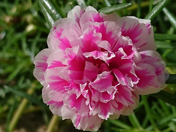 moss rose