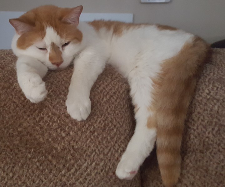 GoofyCat