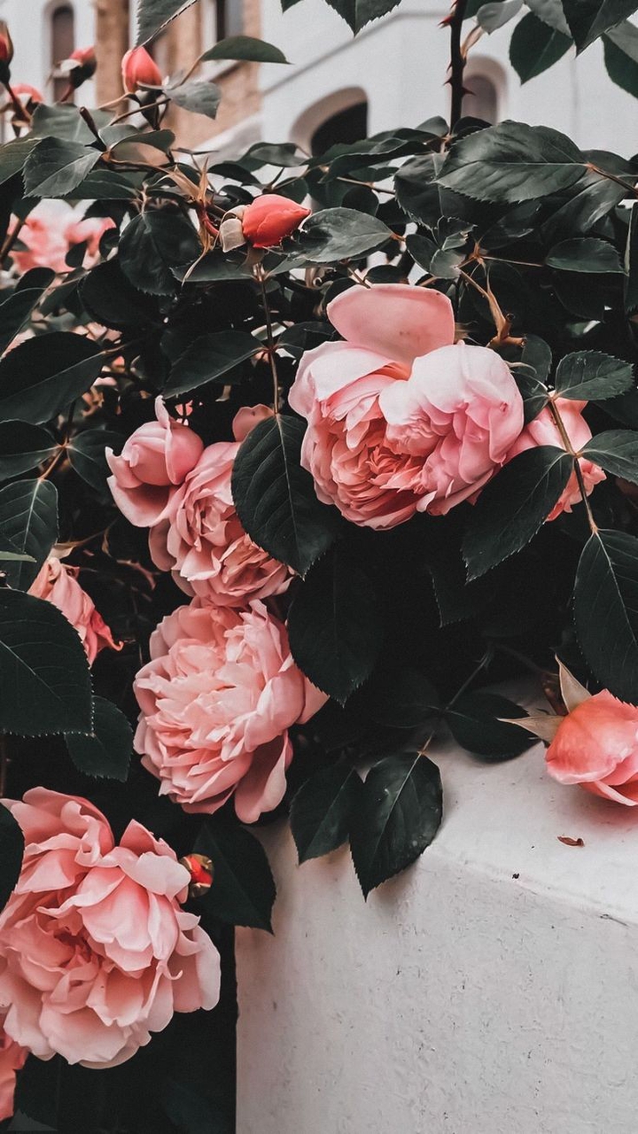 flowers