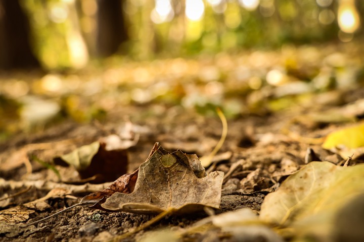 Autumn