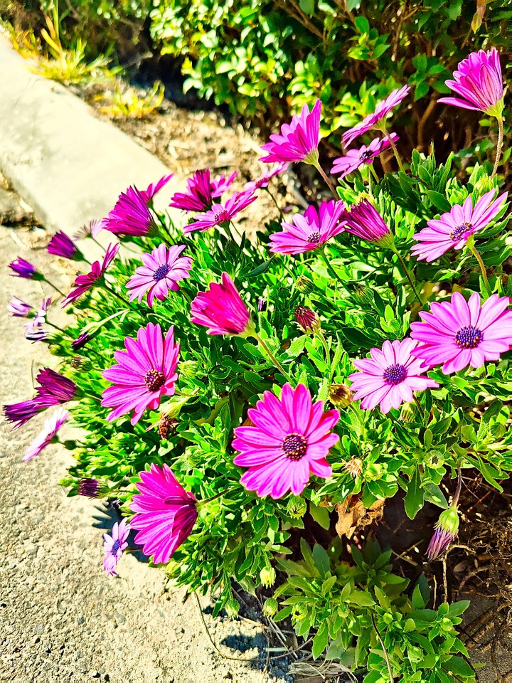 Let Your Dream Blossom